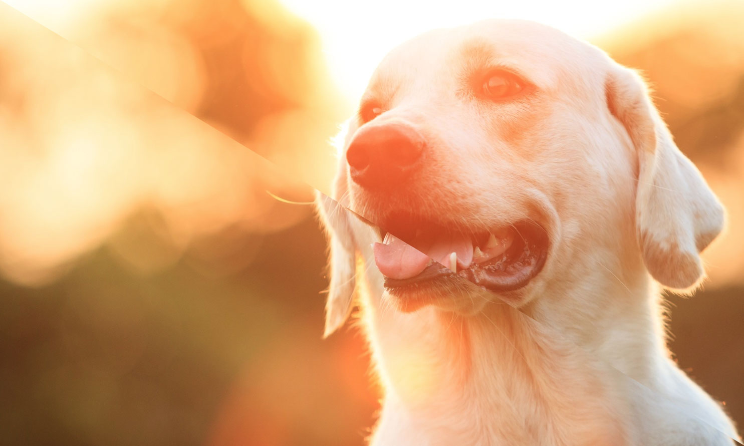 Image for NS&I becomes a more valued companion